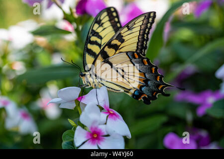An Eastern Tiger Swallowtail takes nectar from purple, magenta, pink, and white flowers in a summer garden Stock Photo