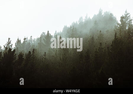 Forest with fog, foggy trees landscape in woods,dark spooky halloween background,tree surrounded by mist, environment and weather concept Stock Photo