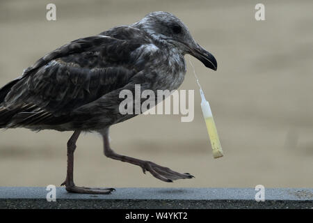 July 25, 2019, Los Angeles, California, U.S: A seagull has a glow stick in its mouth is seen at Huntington Beach, Calif., on Thursday, July 25, 2019. Credit: Ringo Chiu/ZUMA Wire/Alamy Live News Stock Photo