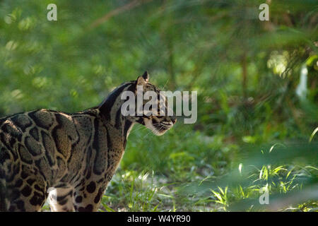 Female adult clouded leopard Neofelis nebulosa is listed as vulnerable and can be found in Asia. Stock Photo