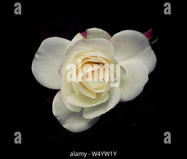 Close up photo of a single white rose in bloom on a black background Stock Photo