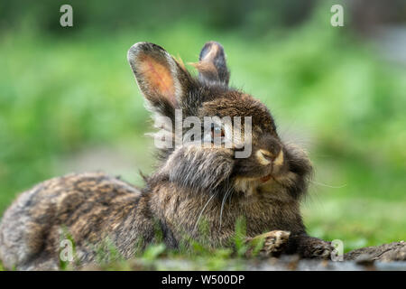 A brown cute dwarf rabbit (lions head) resting in the grass