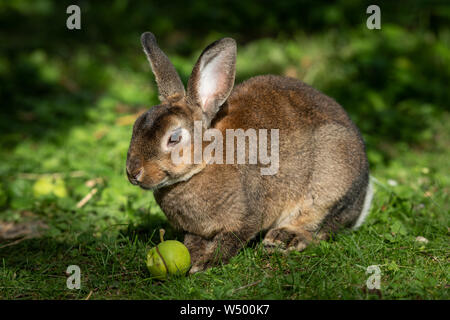 A brown cute dwarf rabbit sitting in the grass and eating a small apple Stock Photo