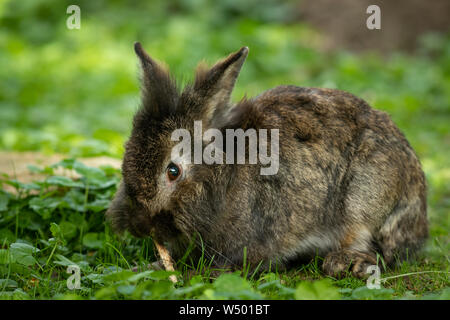 A brown cute dwarf rabbit sitting in the grass and nibbling on a small twig Stock Photo