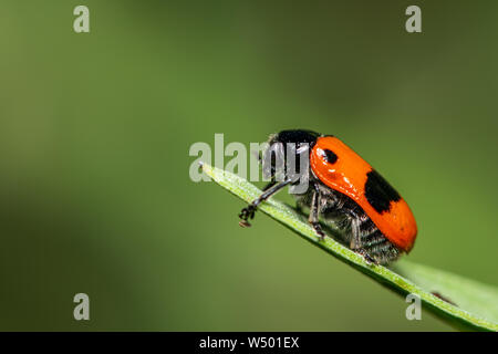 Closeup of a four-spotted leaf beetle (Clytra laeviuscula) on a green leaf, green background Stock Photo