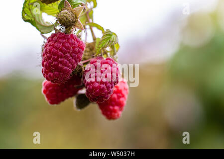 Raspberry growing on bush in a field Stock Photo