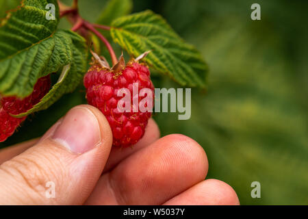 Hand holding freshly picked raspberry Stock Photo