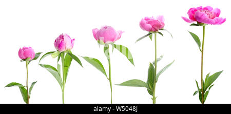 Different stages of blooming peony flower against white background Stock Photo