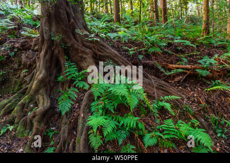 big tree roots and fern in rainforest Stock Photo