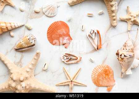 Beautiful sea shells and starfishes on light background Stock Photo