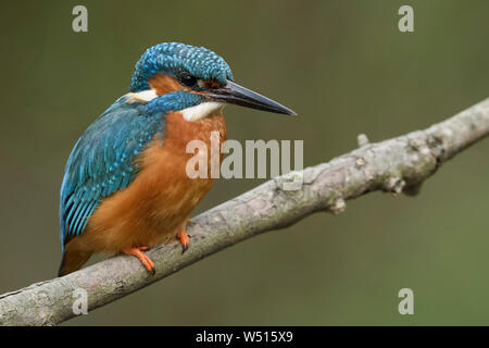 Common Kingfisher / Eisvogel  ( Alcedo atthis ), male in spring, perched on a branch above the the riverside, detailed close-up, wildlife, Europe. Stock Photo