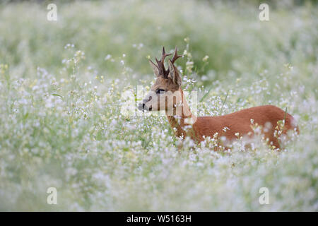 Roe Deer / Reh ( Capreolus capreolus ), strong buck with nice antlers, standing, hiding in a flowering springlike meadow, a sea of blossoms, Stock Photo