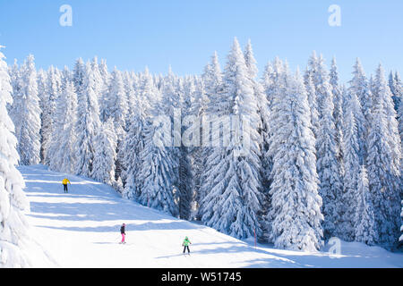 panorama of the slope at ski resort Kopaonik, Serbia, people skiing, snow pine trees, blue sky Stock Photo
