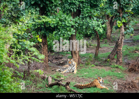 Two Radio or tracking collar bengal tigers or a mating pair in beautiful green trees and background at Sariska National Park or Tiger Reserve, india Stock Photo