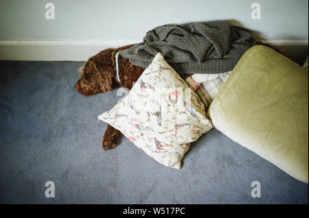 Brown labradoodle dog sleeping in a pile of cushions Stock Photo