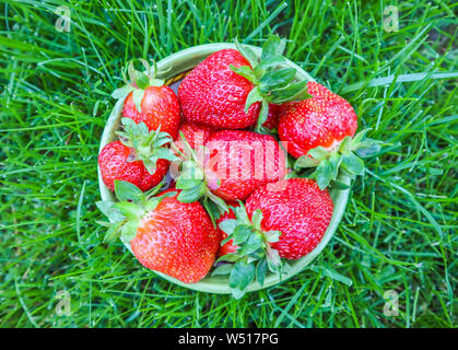 Large ripe red juicy strawberries in a bowl on the green grass. Summertime healthy food concept. Stock Photo