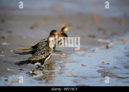 Reed Cormorant - Microcarbo africanus, beautiful cormorant from African sea coasts and mangroves, La Somone, Senegal. Stock Photo