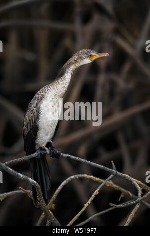 Reed Cormorant - Microcarbo africanus, beautiful cormorant from African sea coasts and mangroves, La Somone, Senegal. Stock Photo