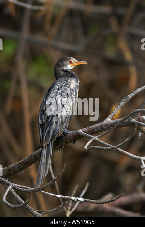 Reed Cormorant - Microcarbo africanus, beautiful cormorant from African sea coasts and mangroves, La Somone, Senegal. Stock Photo