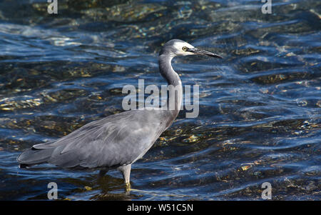 heron on the beach looking for fish Stock Photo