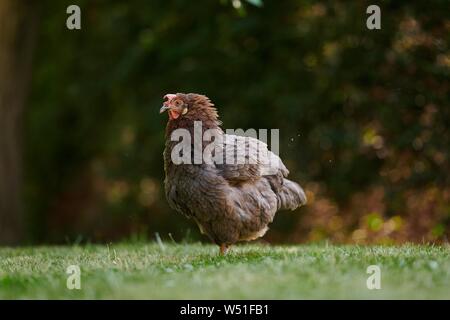 Free-running grey Domestic Chicken (Gallus gallus domesticus), greener, female, shakes, Austria Stock Photo