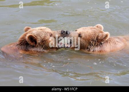 Two Brown bears (Ursus arctos) bathe in the pond, France Stock Photo