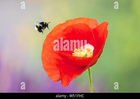Garden bumblebee (Bombus hortorum) flies Corn poppy (Papaver rhoeas) to Hesse, Germany Stock Photo