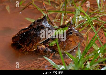 Amazonian horned frogs (Ceratophrys cornuta), pair mating in water, French Guiana Stock Photo