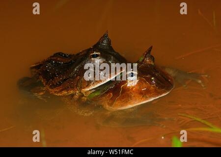 Amazonian horned frogs (Ceratophrys cornuta), pair mating in water, French Guiana Stock Photo