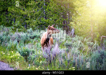 Deer in the Yellowstone national park. Stock Photo