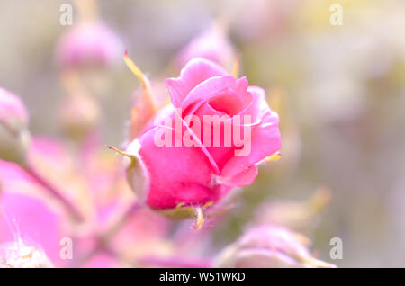 intense pink rosebud blooming in springtime natural light macro shot Stock Photo