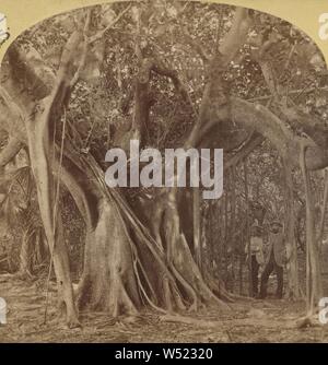 Florida - The Great Banyan or Indiarubber sic Tree. Lake Worth., George Barker (American, 1844 - 1894), 1891, Albumen silver print Stock Photo