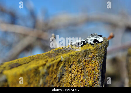 Yellow moss on old wooden plank surface and white moss over it on top close up detail, blurry twigs on blue sky background Stock Photo