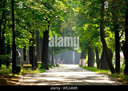 Walkway Lane Path With Green Trees in city park. Beautiful Alley In Park. Stock Photo