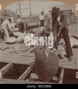 Shipping Green Turtle, Key West, Fla., U.S.A., B. L. Singley (American, 1864), 1898, Albumen silver print Stock Photo