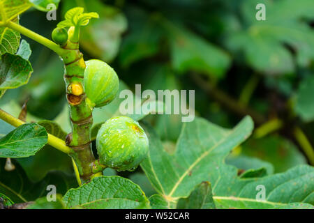 Young green fig fruits growing on fig tree in greece Stock Photo