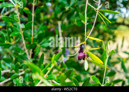 Natural growing olive vegetable on a green olive tree Stock Photo