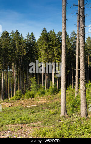 Walking path "Wupperweg" through German forest near Marienheide Stock Photo