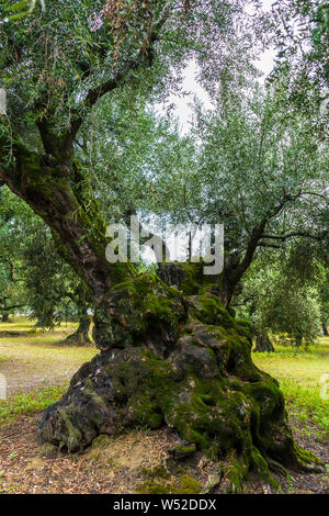 Greece, Zakynthos, Beautiful ancient gnarled moss covered olive tree Stock Photo