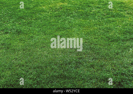 Green grass background texture. Element of design. Stock Photo
