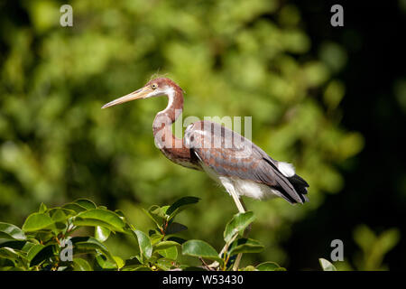 Juvenile tricolored heron Egretta tricolor was once called the Louisiana heron. Stock Photo