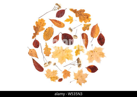 Autumn composition. Pattern from dried leaves on white background. Autumn, fall, thanksgiving day concept. Creative Flat lay, top view, copy space Stock Photo