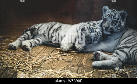 two White Tiger babys in a zoo in lower austria Stock Photo