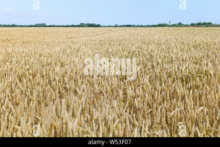 View across field of wheat during dry spell and ready for harvesting under blue sky in summer, Beverley, Yorkshire, UK. Stock Photo