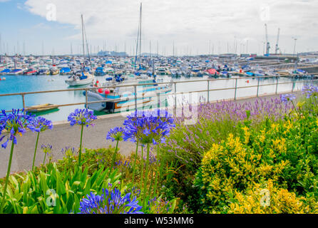 Agapanthus africanus (African lily) with the QE2 marina on the Channel island of Guernsey. Stock Photo