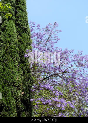 Jacaranda mimosifolia, palisander tree Stock Photo