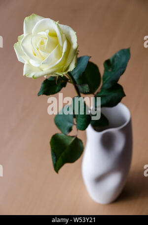 Rosa chinensis, white rose in a vase Stock Photo