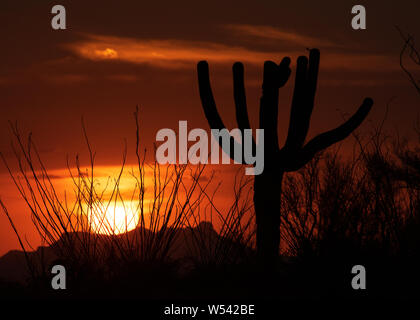 A saguaro cactus and ocotillo during a monsoon sunset, Saguaro National Park, Rincon District, Sonoran Desert, Tucson, Arizona, USA. Stock Photo
