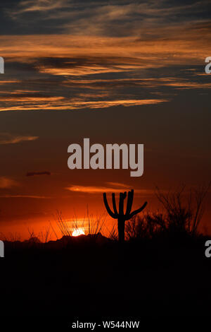 A saguaro cactus and ocotillo during a monsoon sunset, Saguaro National Park, Rincon District, Sonoran Desert, Tucson, Arizona, USA. Stock Photo
