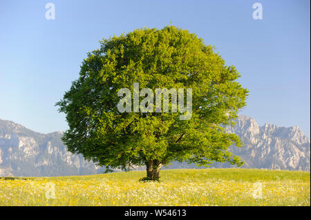 single tree wirh perfect treetop in meadow Stock Photo